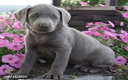 Labrador Retriever dogs for sale: Caleb - Image 3