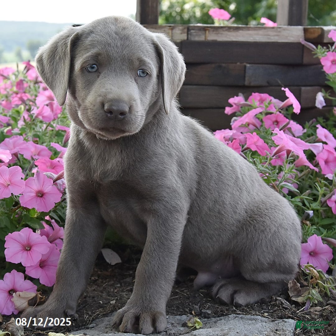 Labrador Retriever dogs for sale: Caleb - Image 3