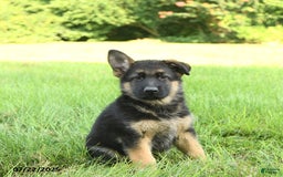 German Shepherd dogs for sale: German Shepherd 8 puppies - Image 11