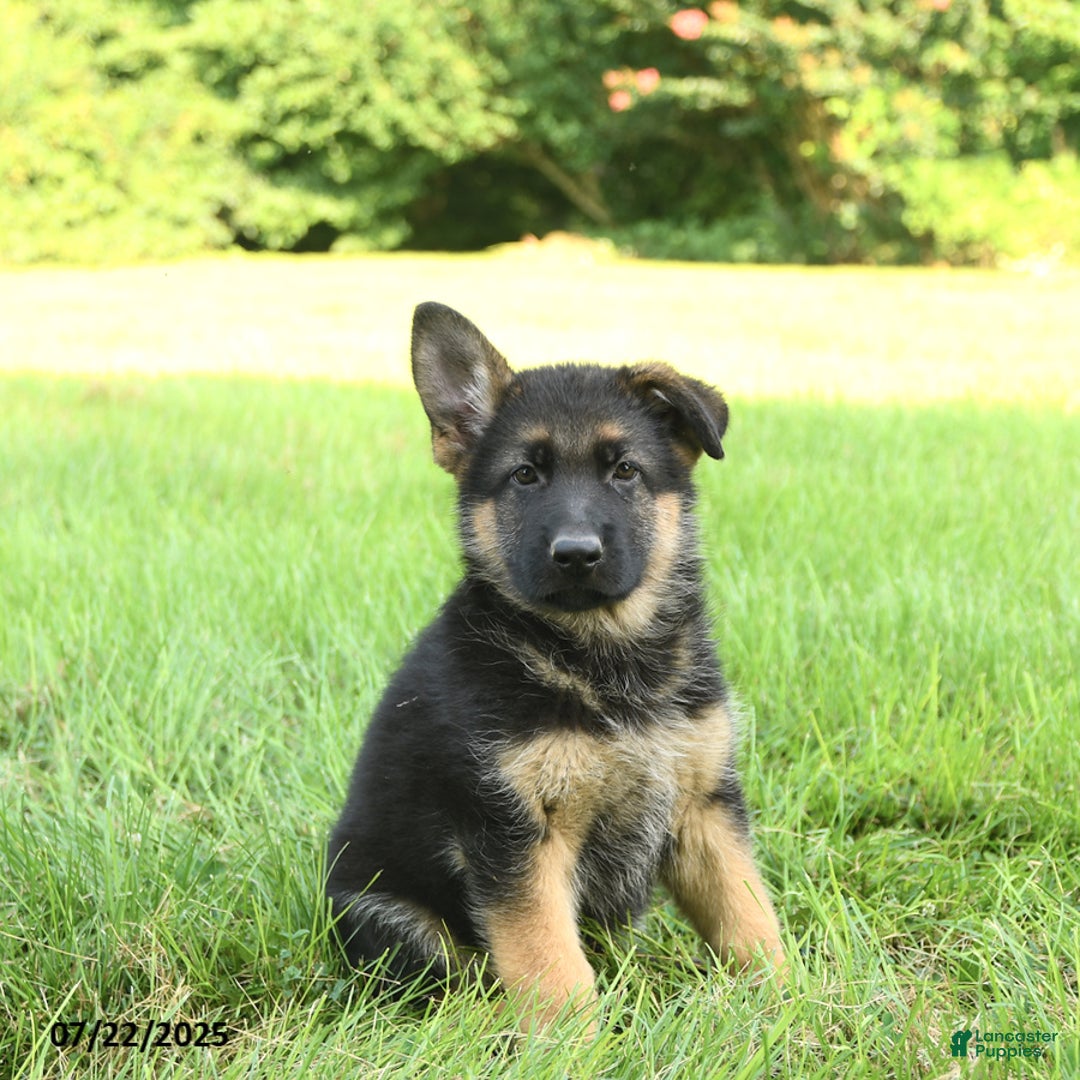 German Shepherd dogs for sale: German Shepherd 8 puppies - Image 11