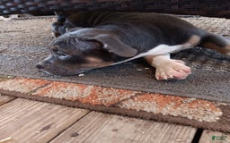 American Bully dogs for sale: Rose Col - Image 7