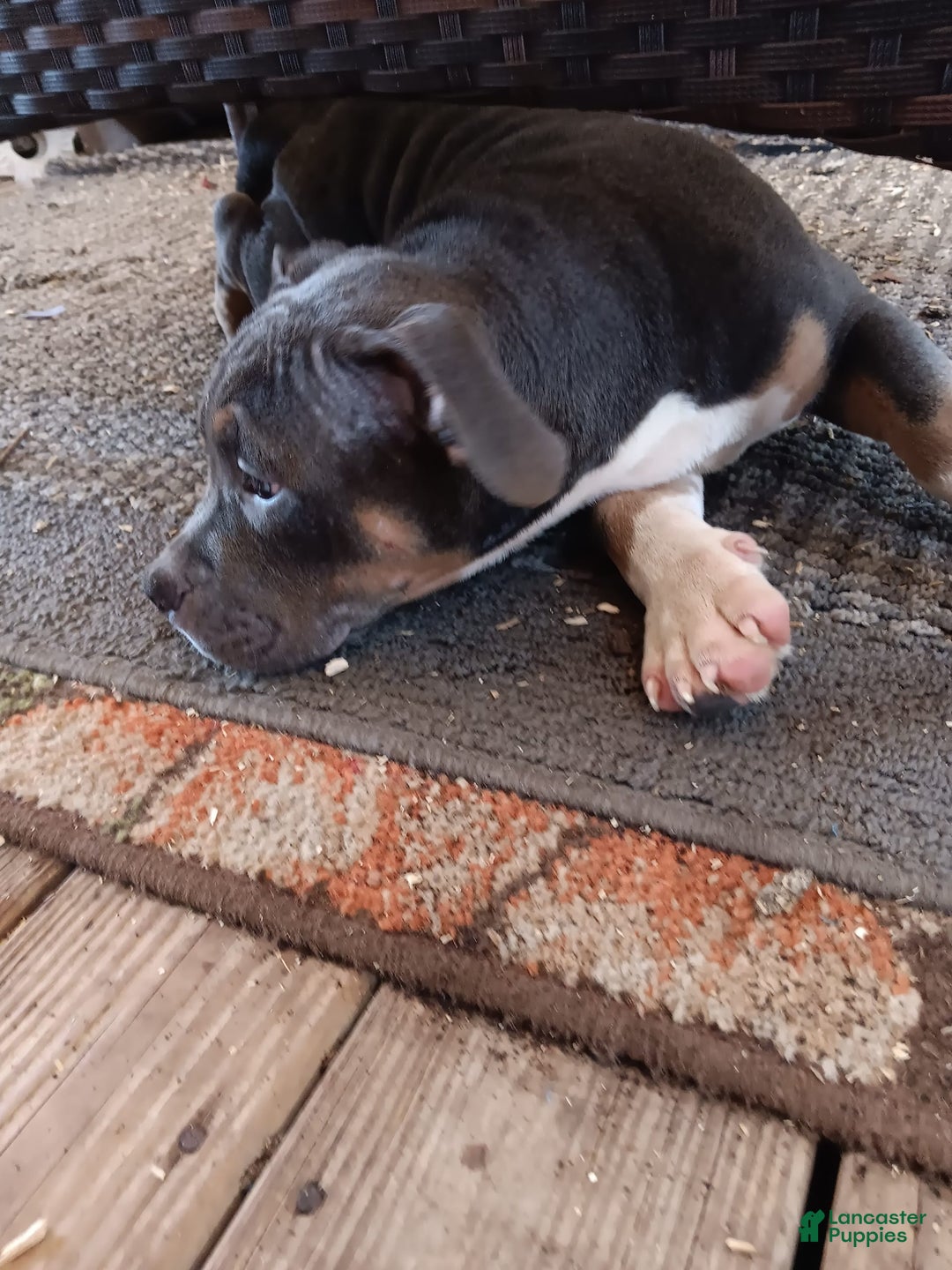 American Bully dogs for sale: Rose Col - Image 7