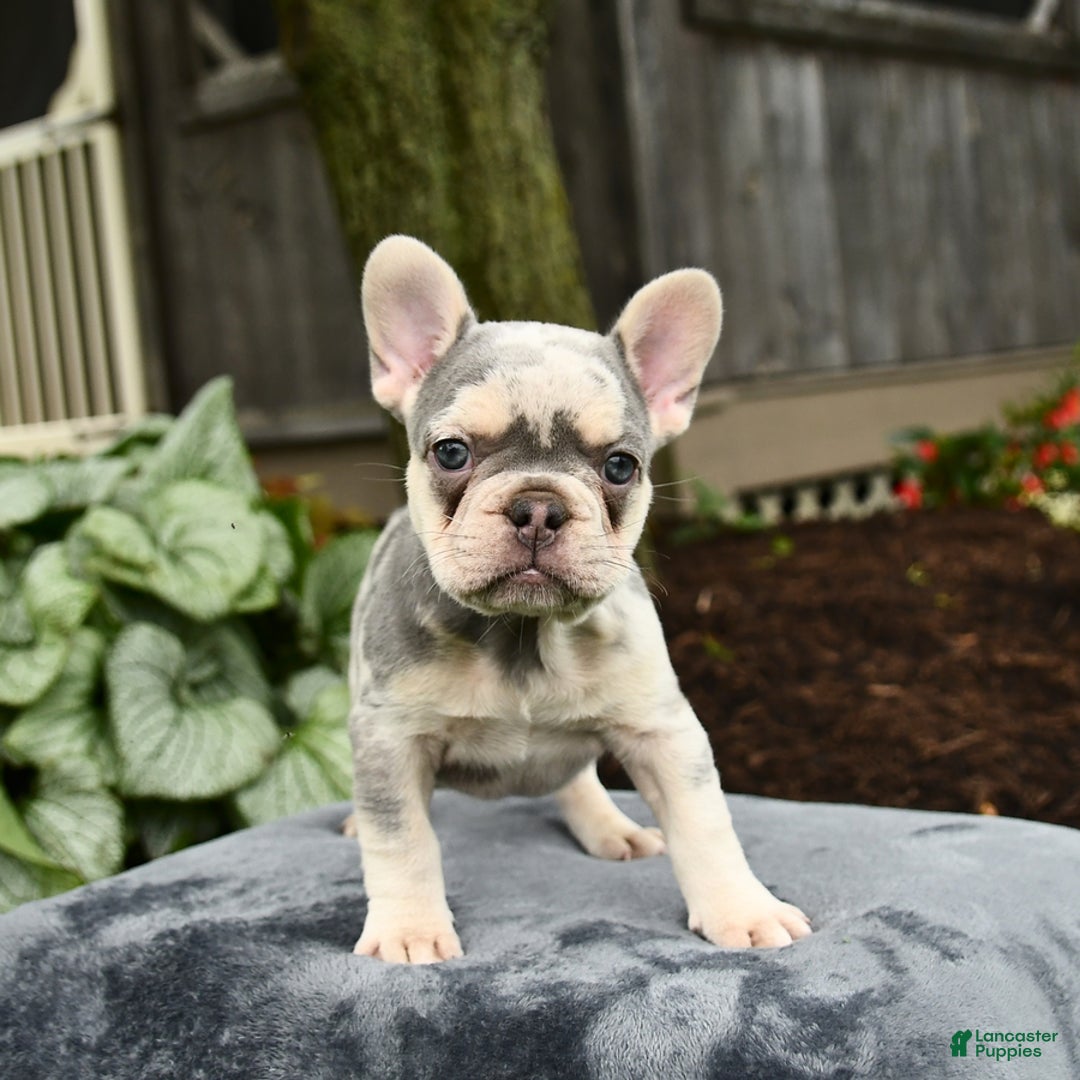 French Bulldog dogs for sale: River - Image 7