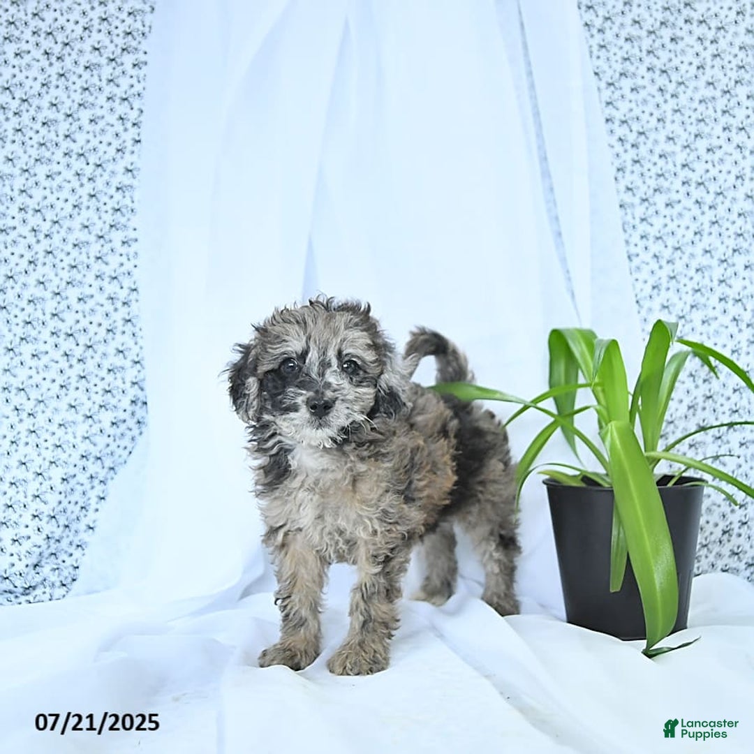 Mini Goldendoodle dogs for sale: Khloe - Image 9