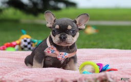 French Bulldog dogs for sale: Demi - Image 5