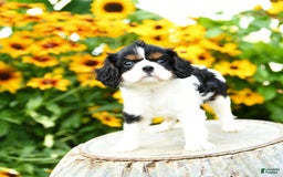 Cavalier King Charles Spaniel dogs for sale: Mason - Image 4