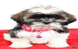 Shih Tzu dogs for sale: Lindy - Image 4