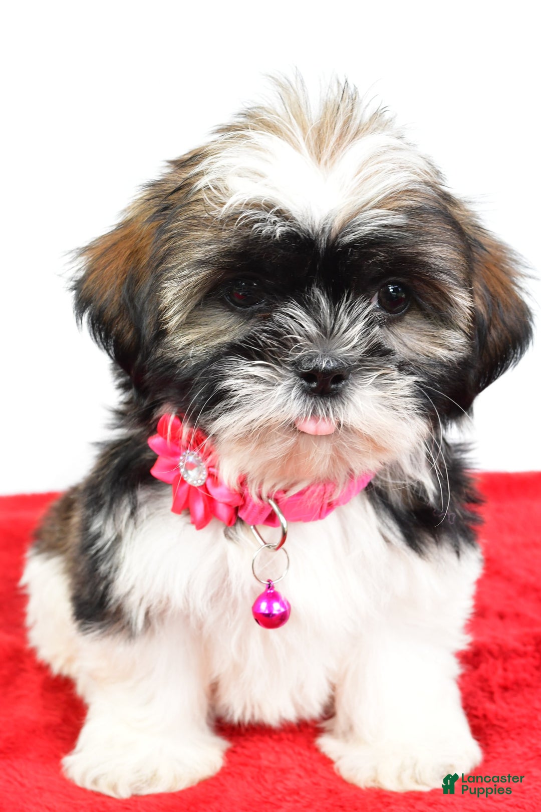 Shih Tzu dogs for sale: Lindy - Image 4