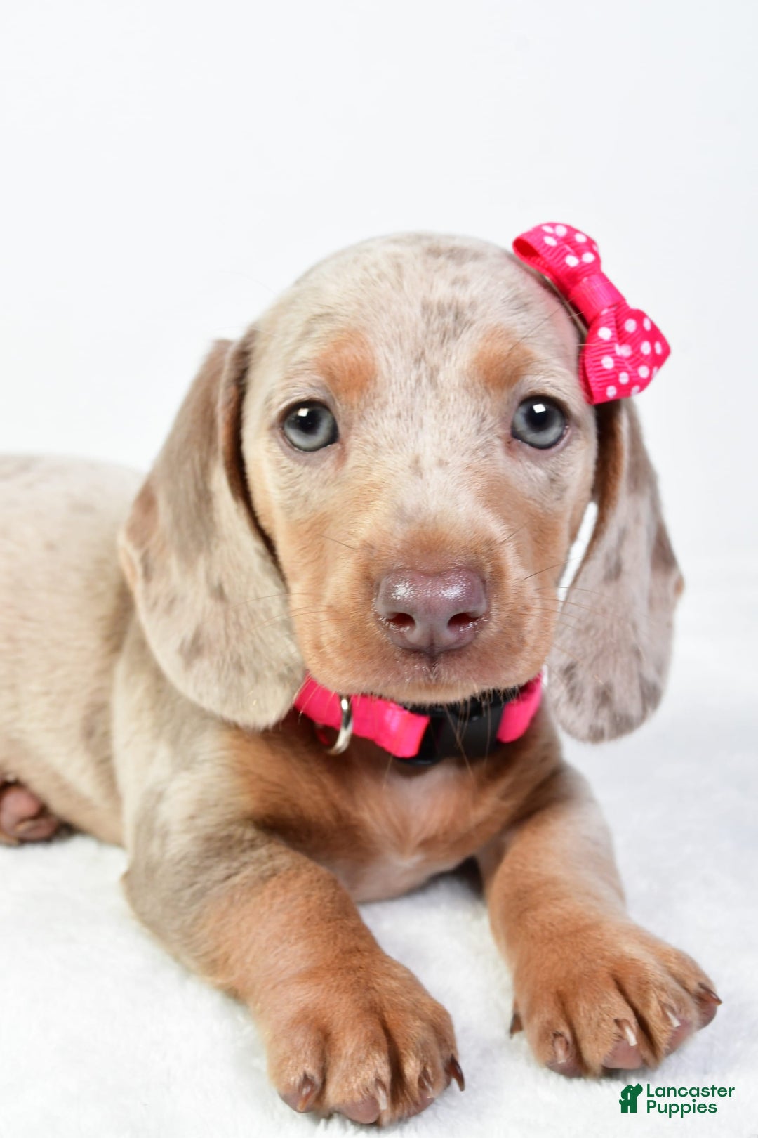 Miniature Dachshund dogs for sale: Stella - Image 6