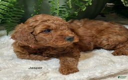 Mini Goldendoodle dogs for sale: Jasper - Image 4