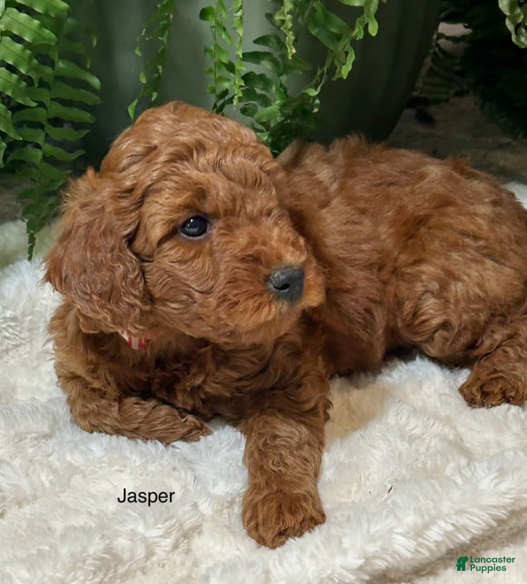 Mini Goldendoodle dogs for sale: Jasper - Image 4