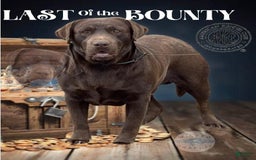 Labrador Retriever dogs for sale: Bell - Image 11