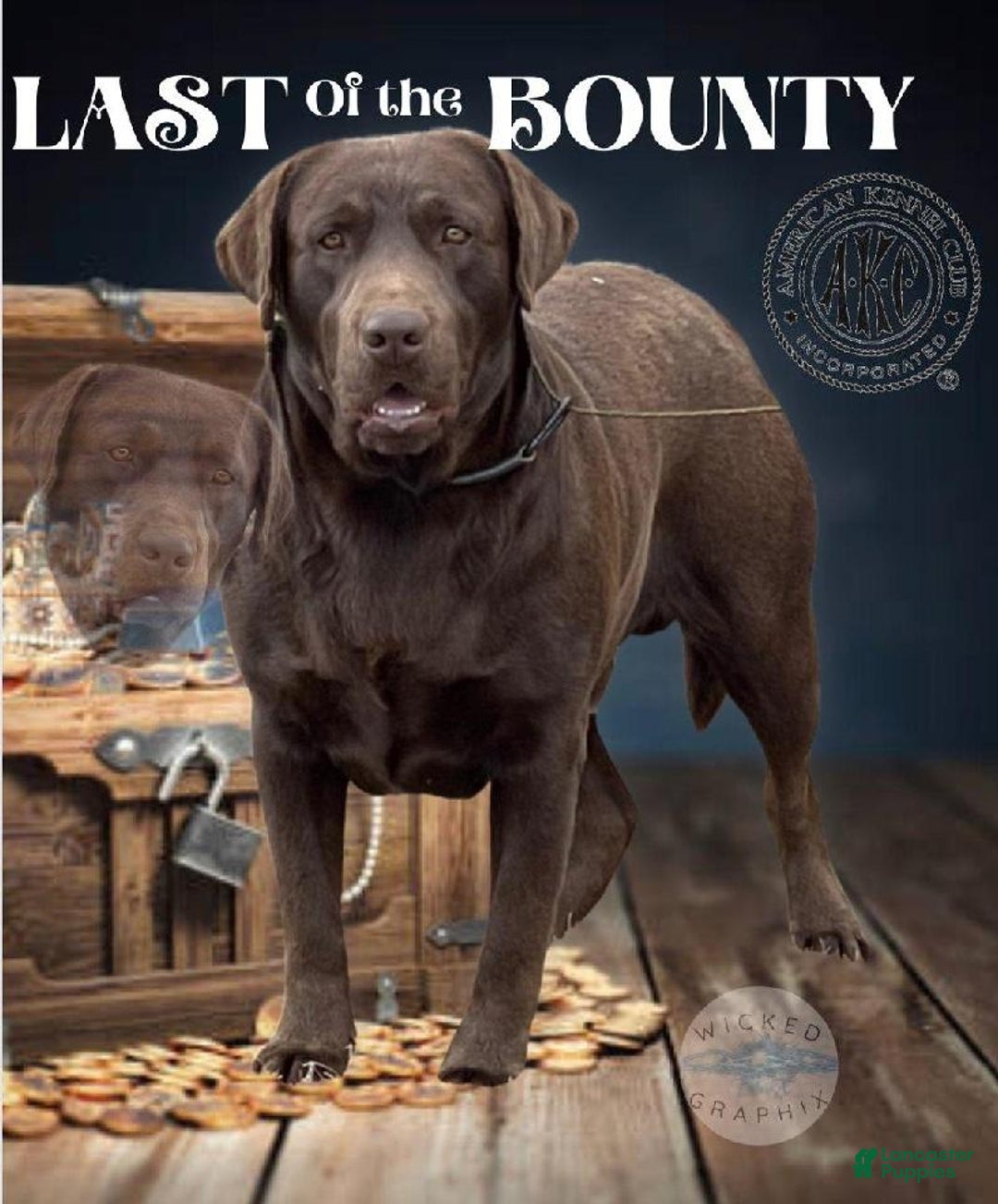 Labrador Retriever dogs for sale: Bell - Image 11