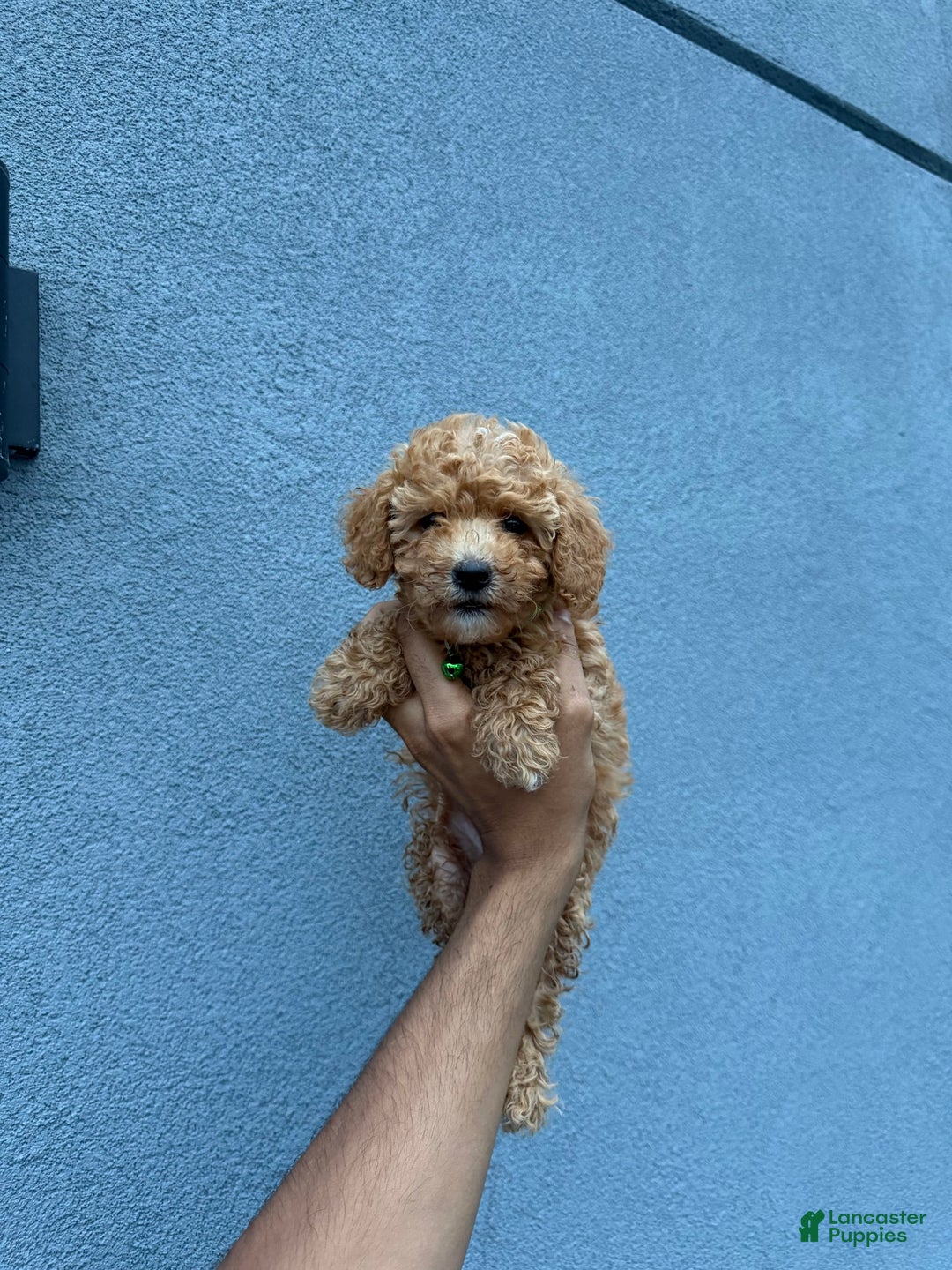 Toy Poodle dogs for sale: Carl - Image 3