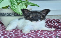 Papillon dogs for sale: Mia - Image 7