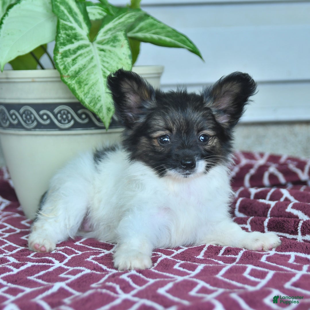 Papillon dogs for sale: Mia - Image 7