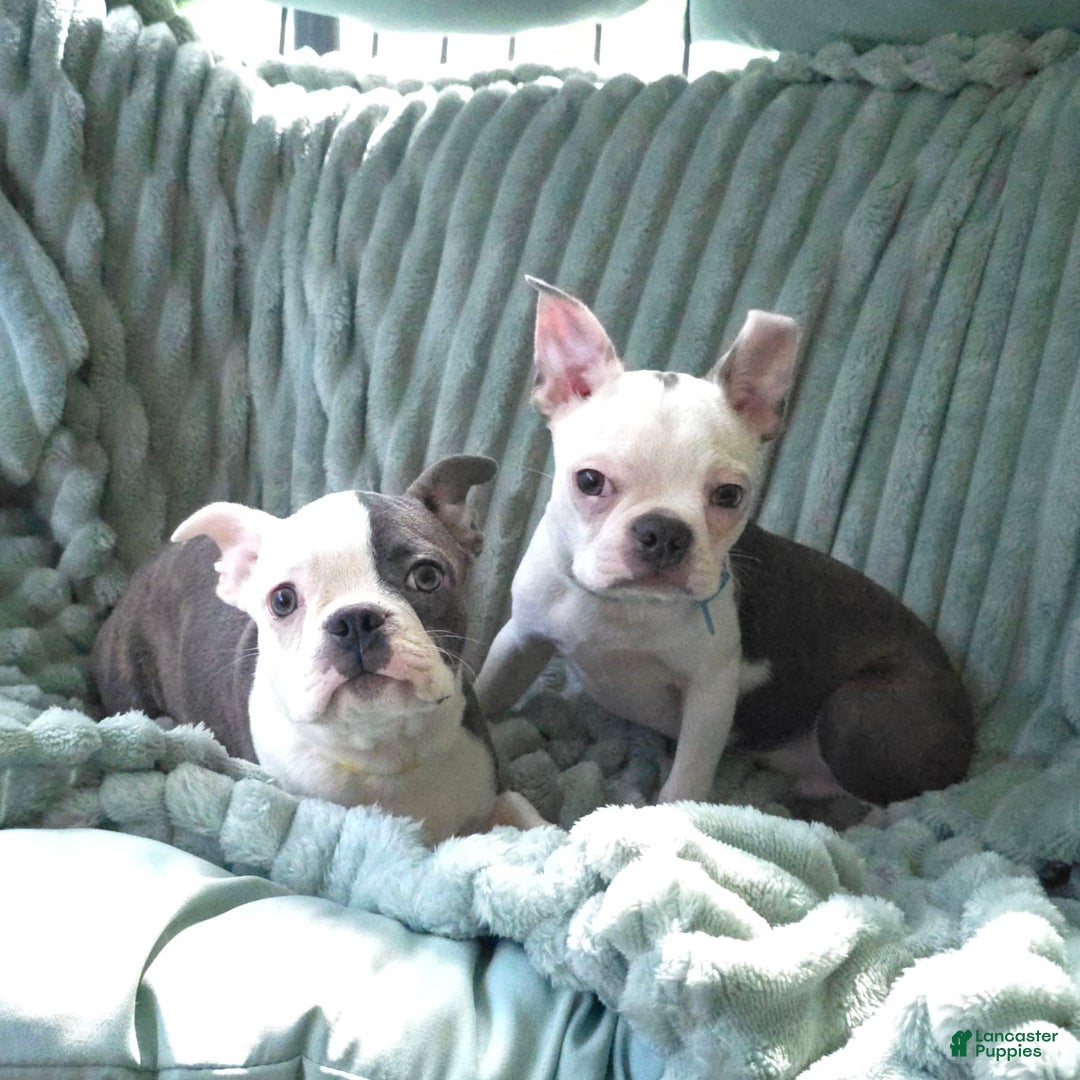 Boston Terrier dogs for sale: Nolan - Image 7
