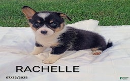 Welsh Corgi Pembroke dogs for sale: Rachelle - Image 1