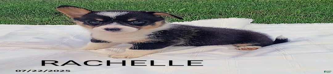 Rachelle