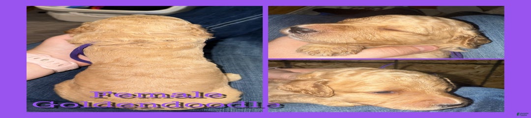 Purple Collar
