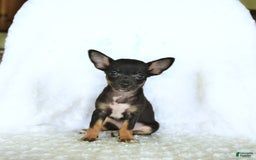 Chihuahua dogs for sale: Skittles - Image 5