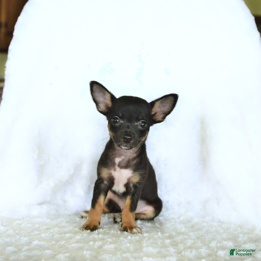 Chihuahua dogs for sale: Skittles - Image 5