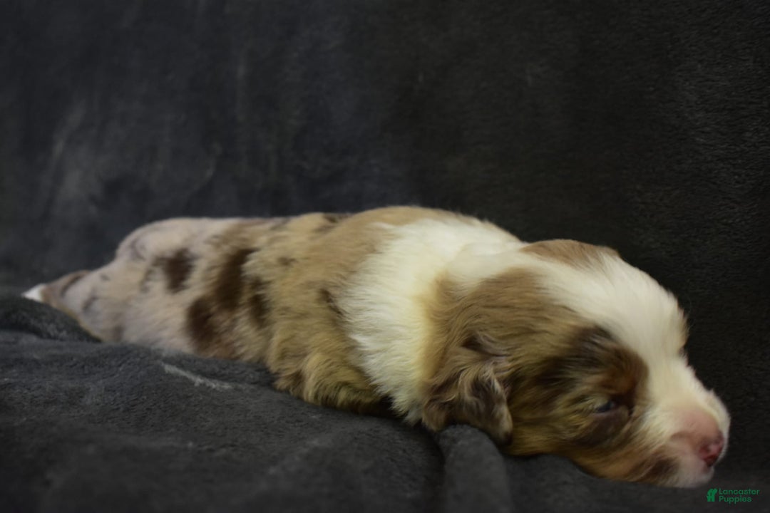 Miniature Australian Shepherd dogs for sale: Lola - Image 2