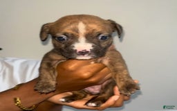 American Pit Bull Terrier dogs for sale: Rosco - Image 1