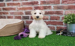 Miniature Schnauzer dogs for sale: Miniature Schnauzer 6 puppies - Image 13