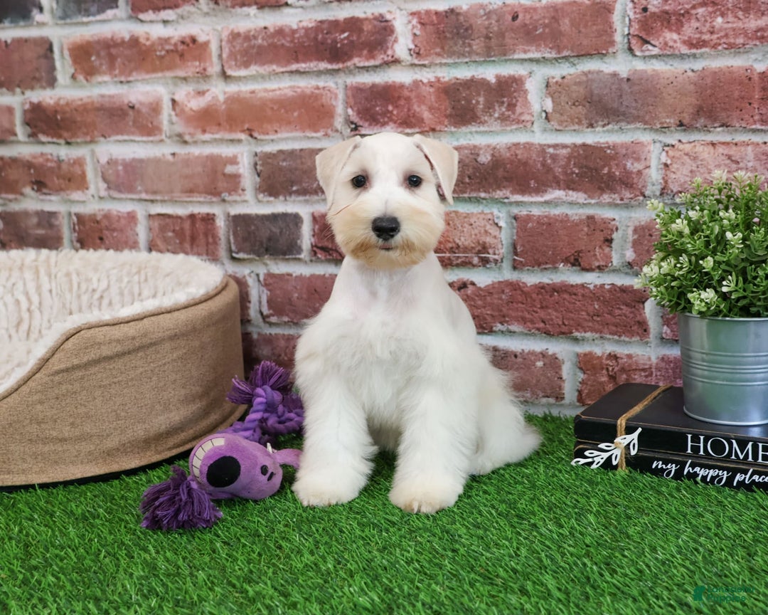 Miniature Schnauzer dogs for sale: Miniature Schnauzer 6 puppies - Image 13
