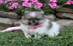 Pomeranian dogs for sale: Kylie - Image 1