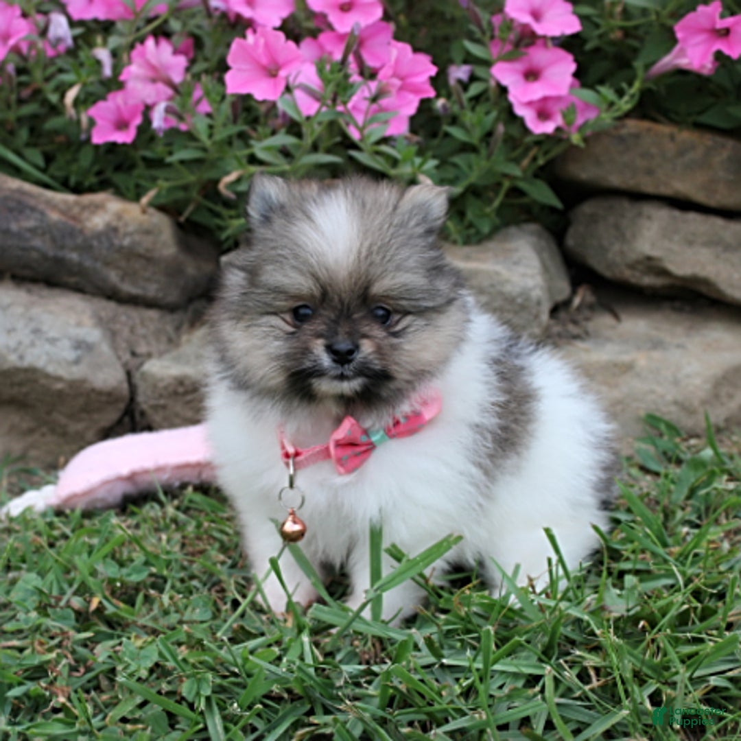 Pomeranian dogs for sale: Kylie - Image 1