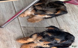 Yorkshire Terrier dogs for sale: Female / Yellow Collar - Image 5