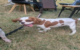 Cavalier King Charles Spaniel dogs for sale: Daisy - Image 2