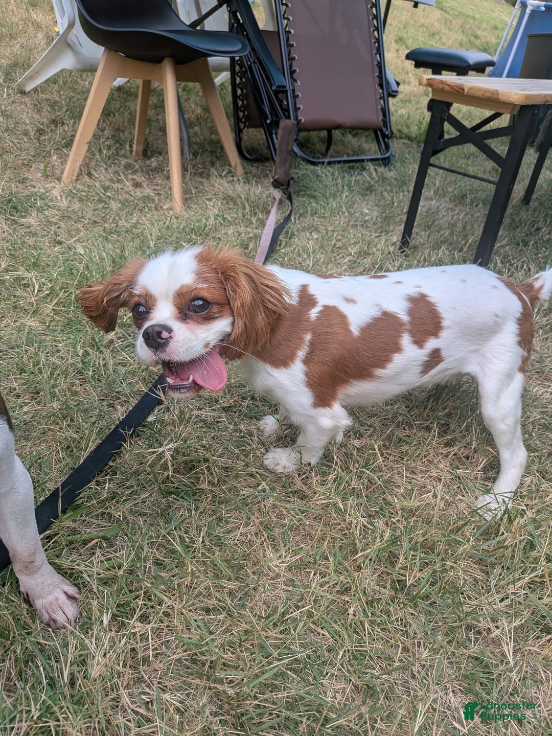 Cavalier King Charles Spaniel dogs for sale: Daisy - Image 2
