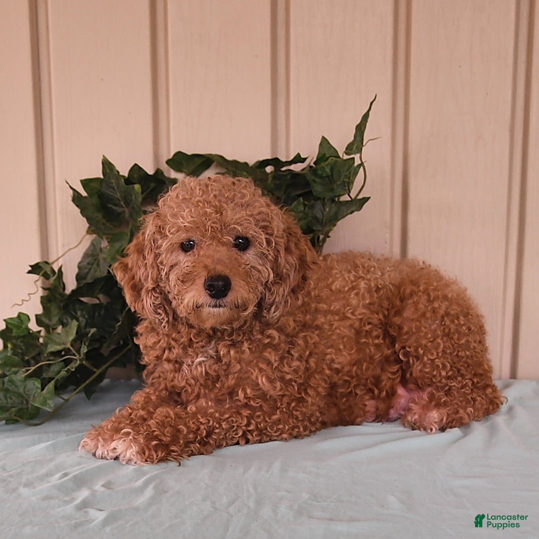 Miniature Poodle dogs for sale: Flash - Image 7