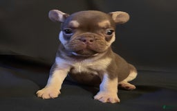 French Bulldog dogs for sale: Nova - Image 11