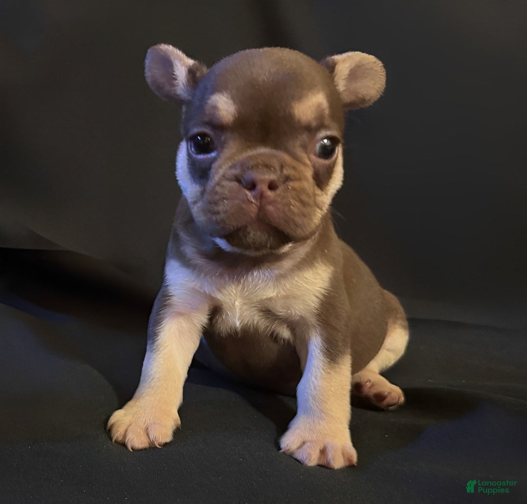 French Bulldog dogs for sale: Nova - Image 11