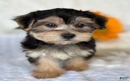 Morkie dogs for sale: LUKE - Image 6
