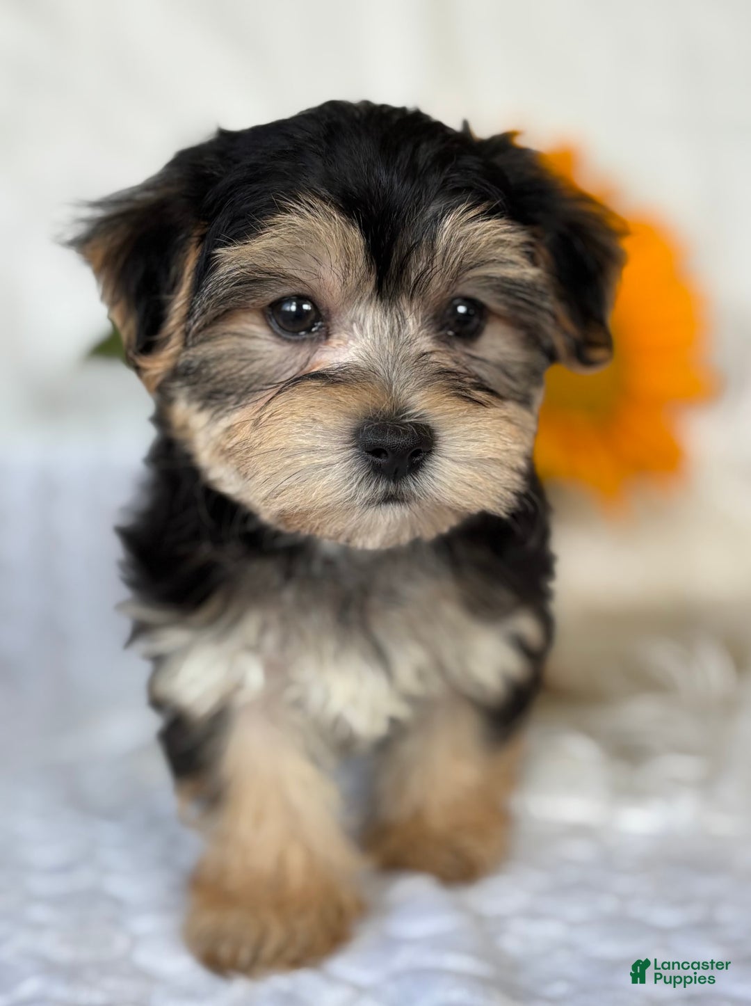 Morkie dogs for sale: LUKE - Image 6