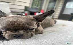 French Bulldog dogs for sale: Puppy 4 - Image 2
