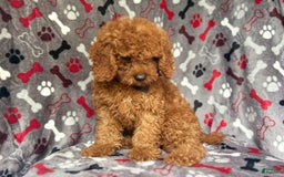 Cockapoo dogs for sale: Dagger - Image 5