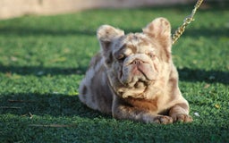 French Bulldog dogs for sale: Butterscotch - Image 8