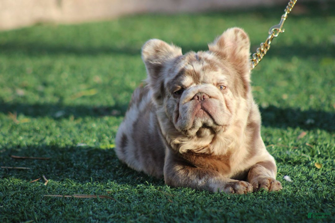 French Bulldog dogs for sale: Butterscotch - Image 8