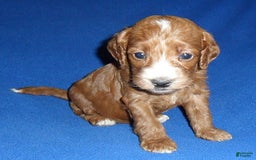 Cockapoo dogs for sale: Dudley - Image 3