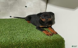 Rottweiler dogs for sale: Angeline - Image 4