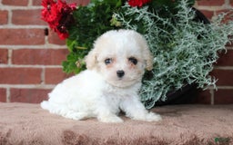Cavapoo dogs for sale: Ashley - Image 1