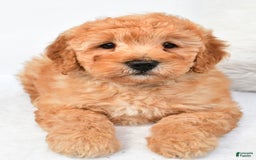 Mini Goldendoodle dogs for sale: Theo - Image 3