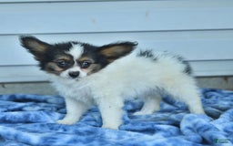 Papillon dogs for sale: Missy - Image 3