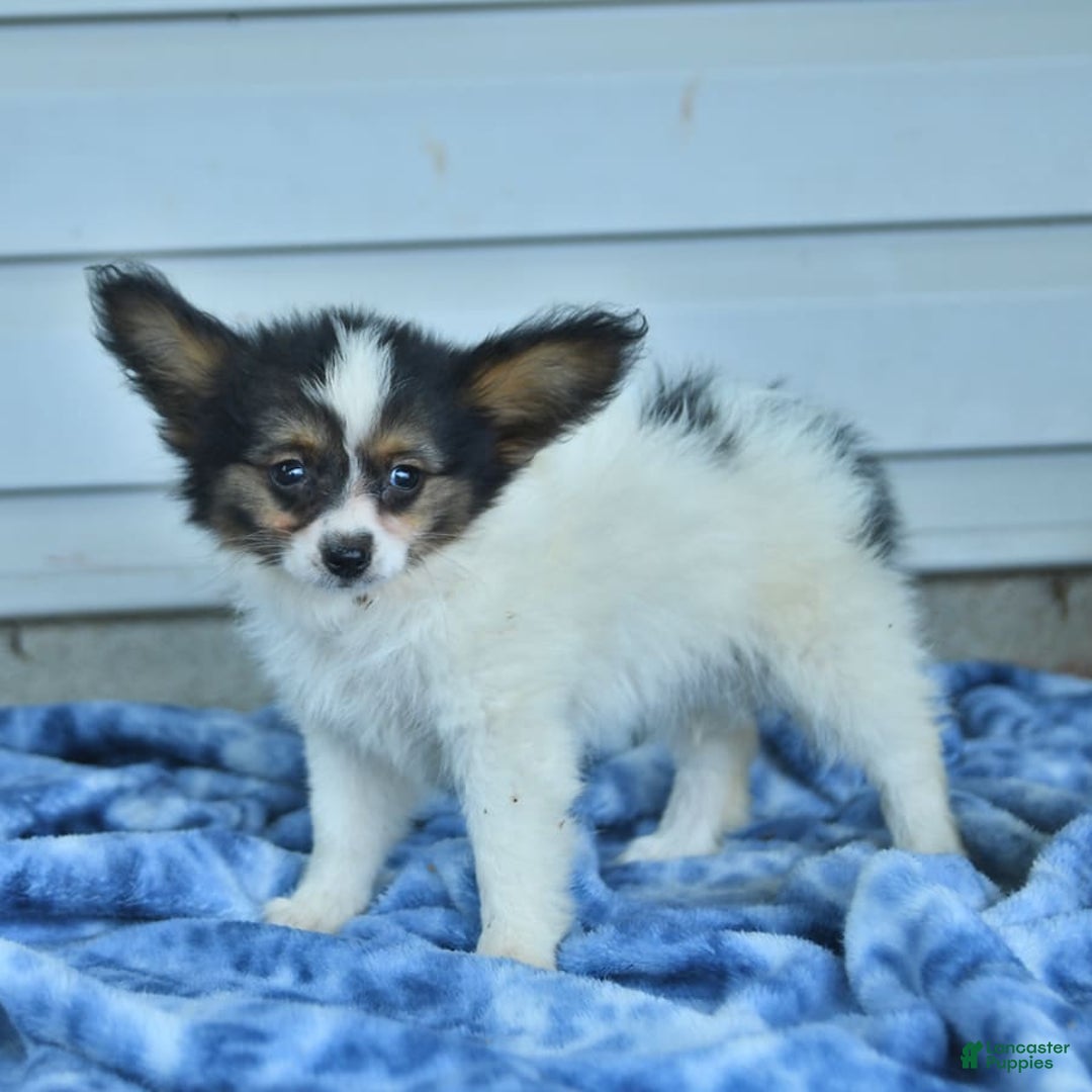 Papillon dogs for sale: Missy - Image 3